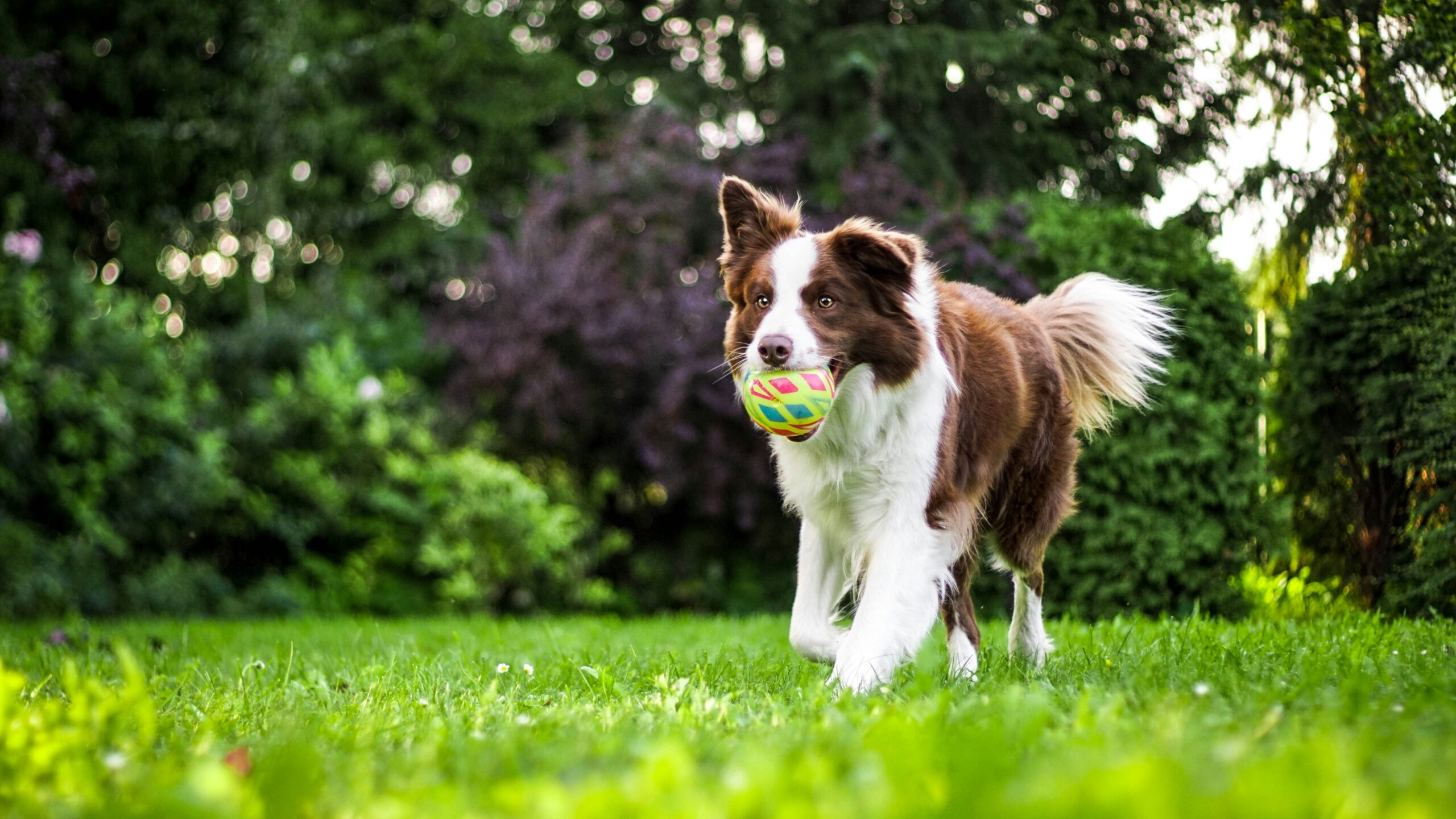 Pawsitive Vibes: The Benefits of Pet Therapy for Seniors