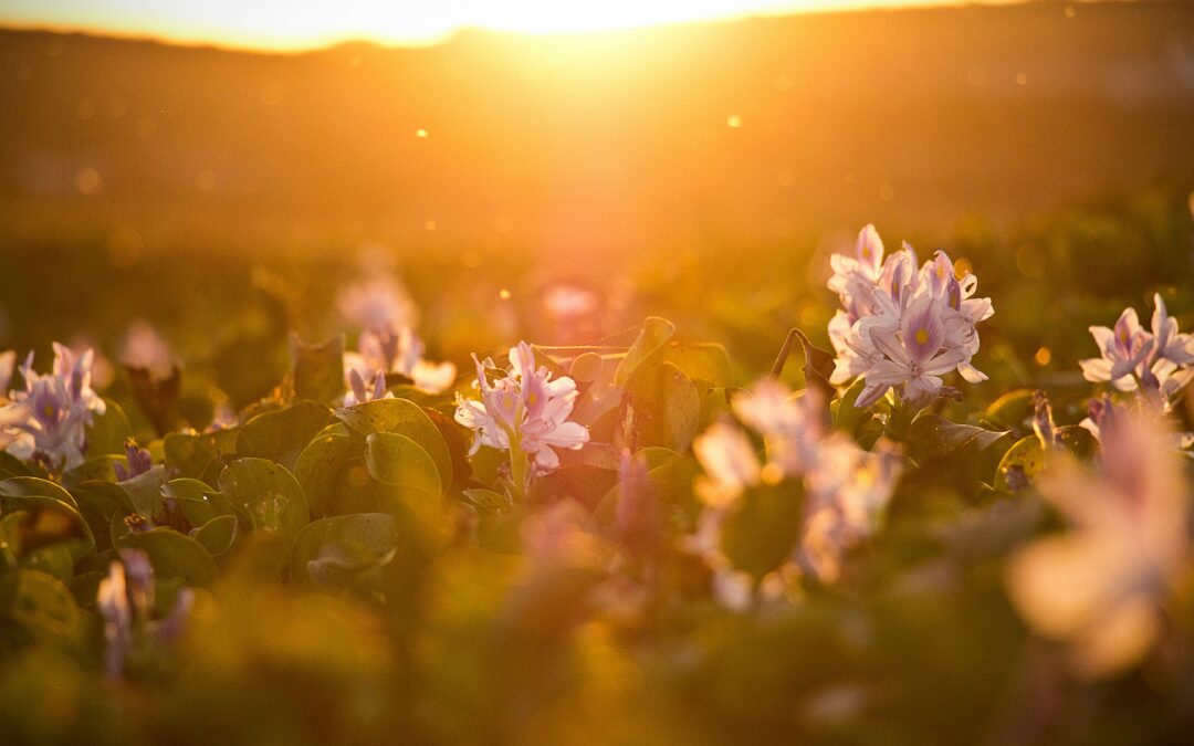 Harnessing Sunshine: The Transformative Power of Positivity in Aging 