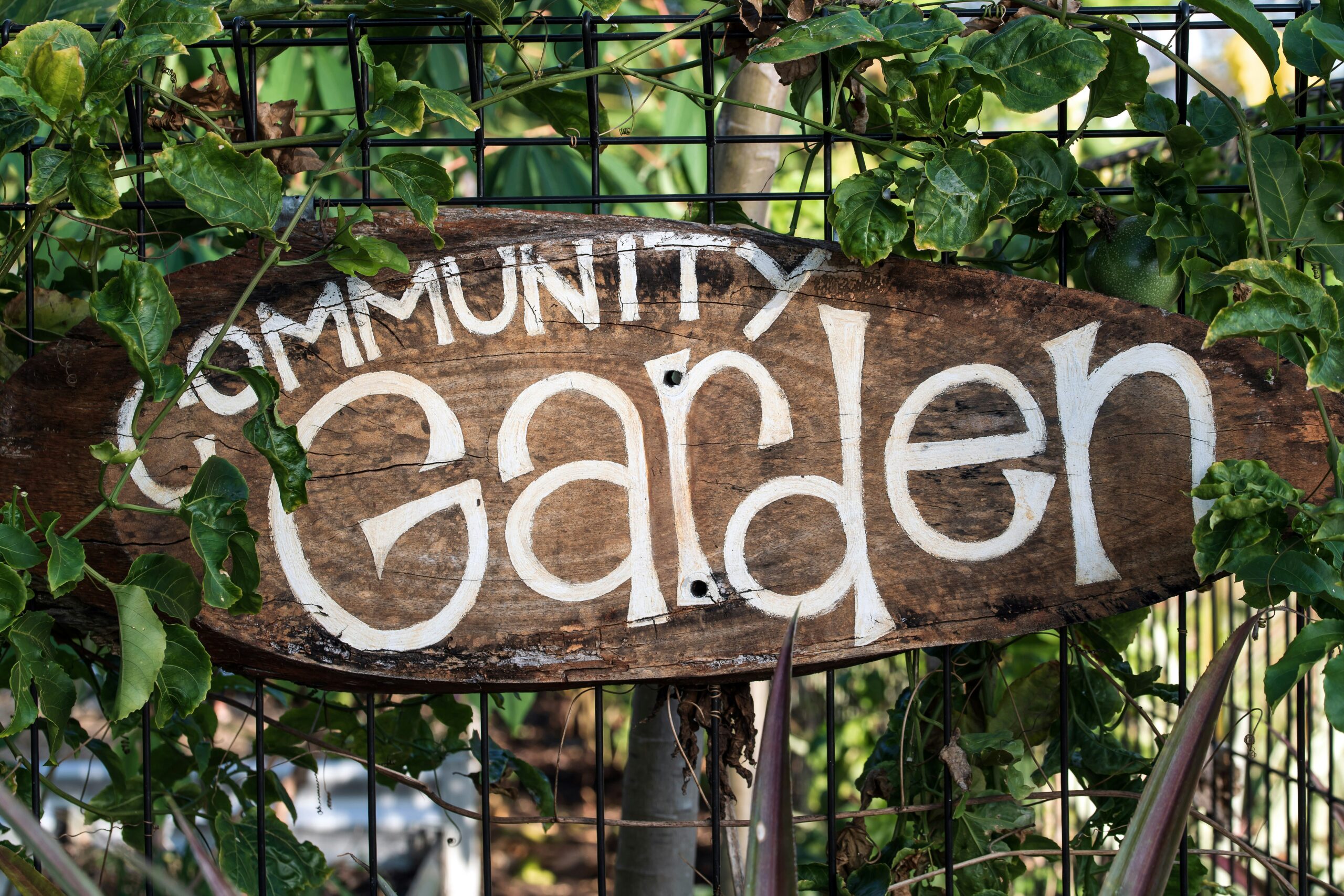 Community Gardens: Growing Together, One Seed at a Time 