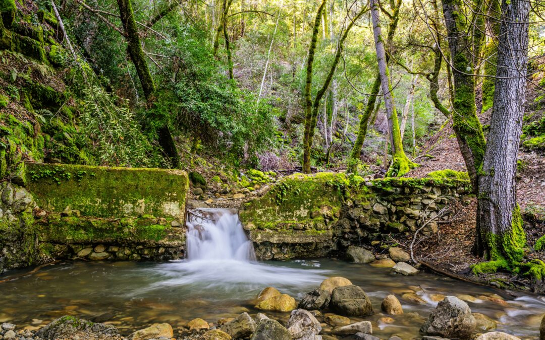 The Art of Aging Gracefully: Embracing Life’s Beautiful Journey 